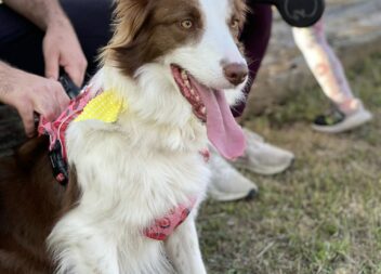 Cãominhada Solidária