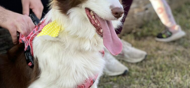 Cãominhada Solidária