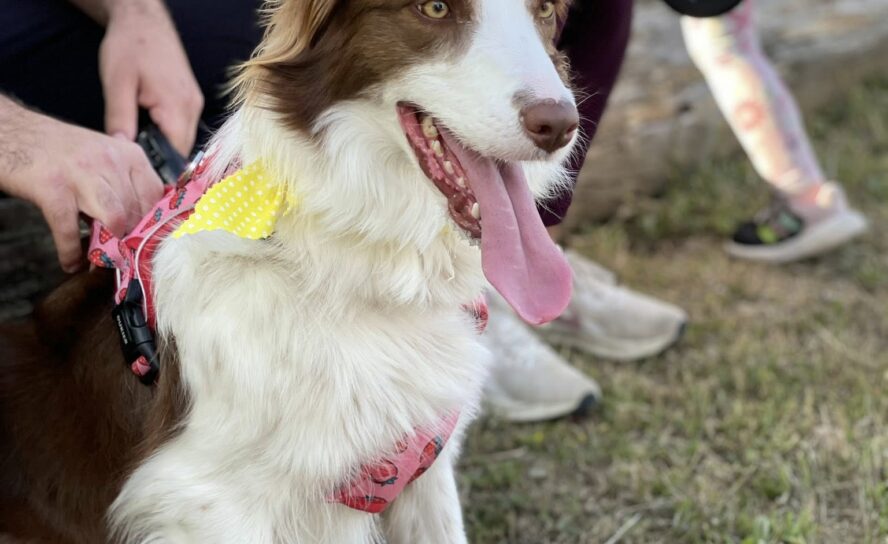 Cãominhada Solidária