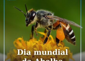 Dia 20 de maio, quarta-feira, assinala-se o Dia Mundial da Abelha