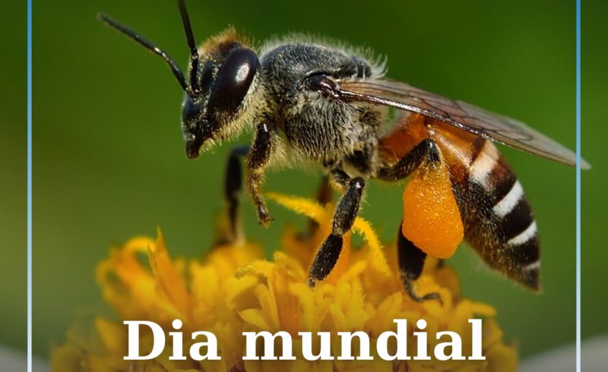 Dia 20 de maio, quarta-feira, assinala-se o Dia Mundial da Abelha