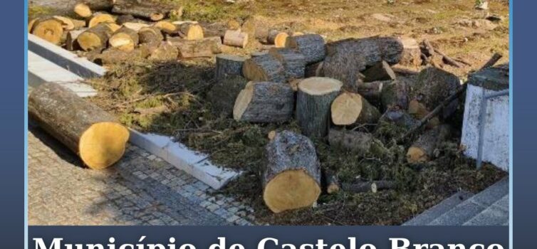 Hasta pública para venda de material lenhoso em Castelo Branco