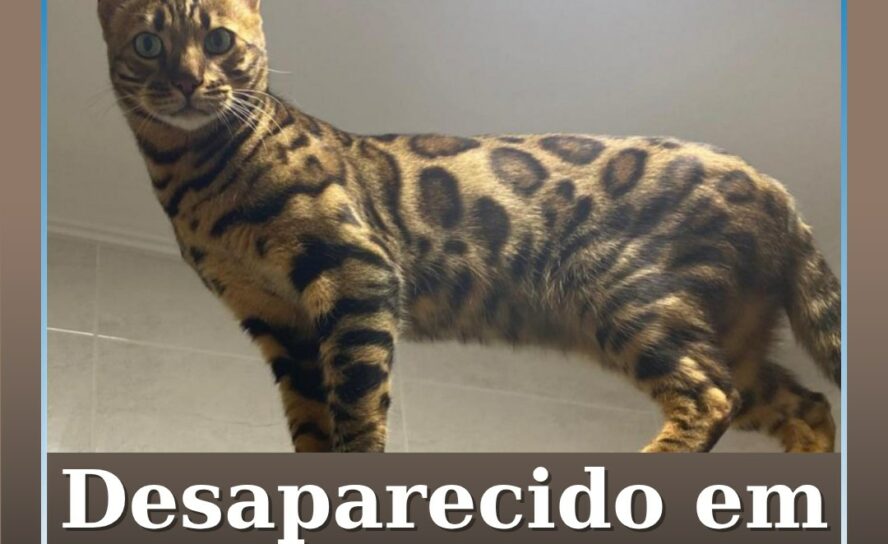 O Luka desapareceu na manhã desta quinta-feira, 28 de maio