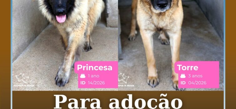 O Município de Idanha-a-Nova tem atualmente duas cadelas da raça Serra da Estrel