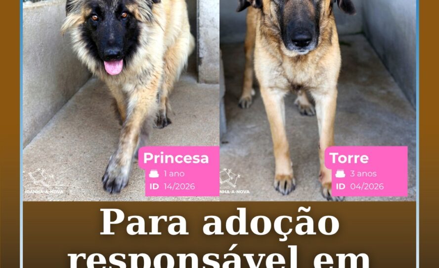 O Município de Idanha-a-Nova tem atualmente duas cadelas da raça Serra da Estrel