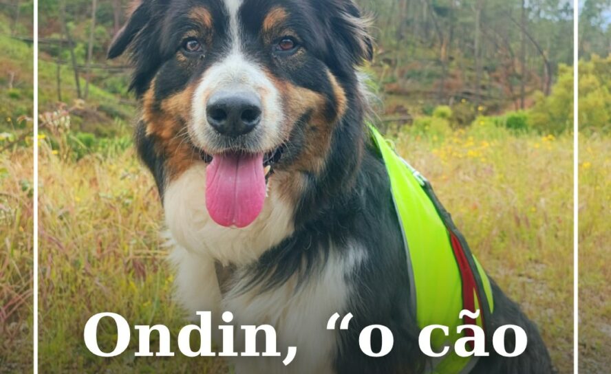 Ondin voltou a fazer-se à estrada rumo ao Santuário de Fátima