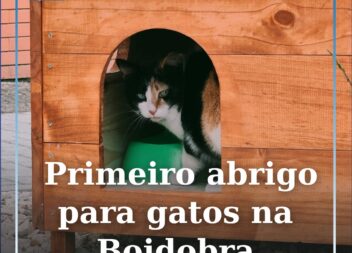 Primeiro abrigo para gatos na Boidobra