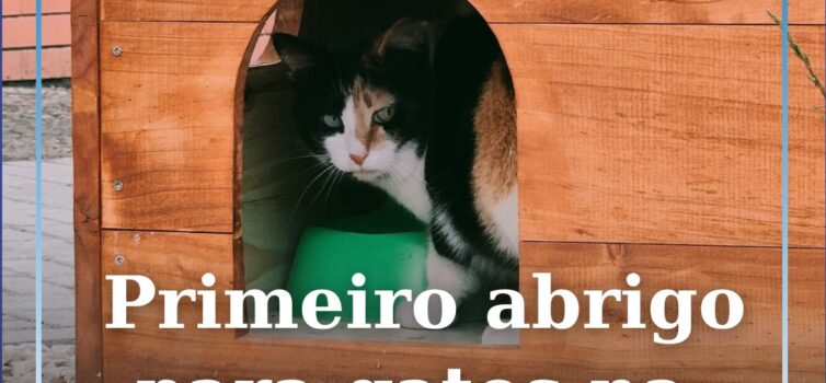 Primeiro abrigo para gatos na Boidobra