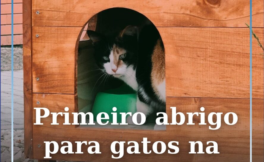 Primeiro abrigo para gatos na Boidobra