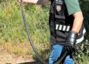 A Brigada de Proteção Ambiental (BriPA) da PSP da Covilhã foi chamada a intervir