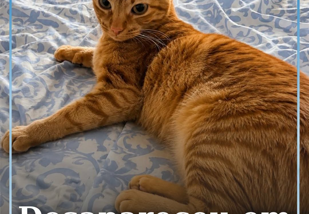 A flora desapareceu há cerca de quatro dias na zona Sé de Castelo Branco.