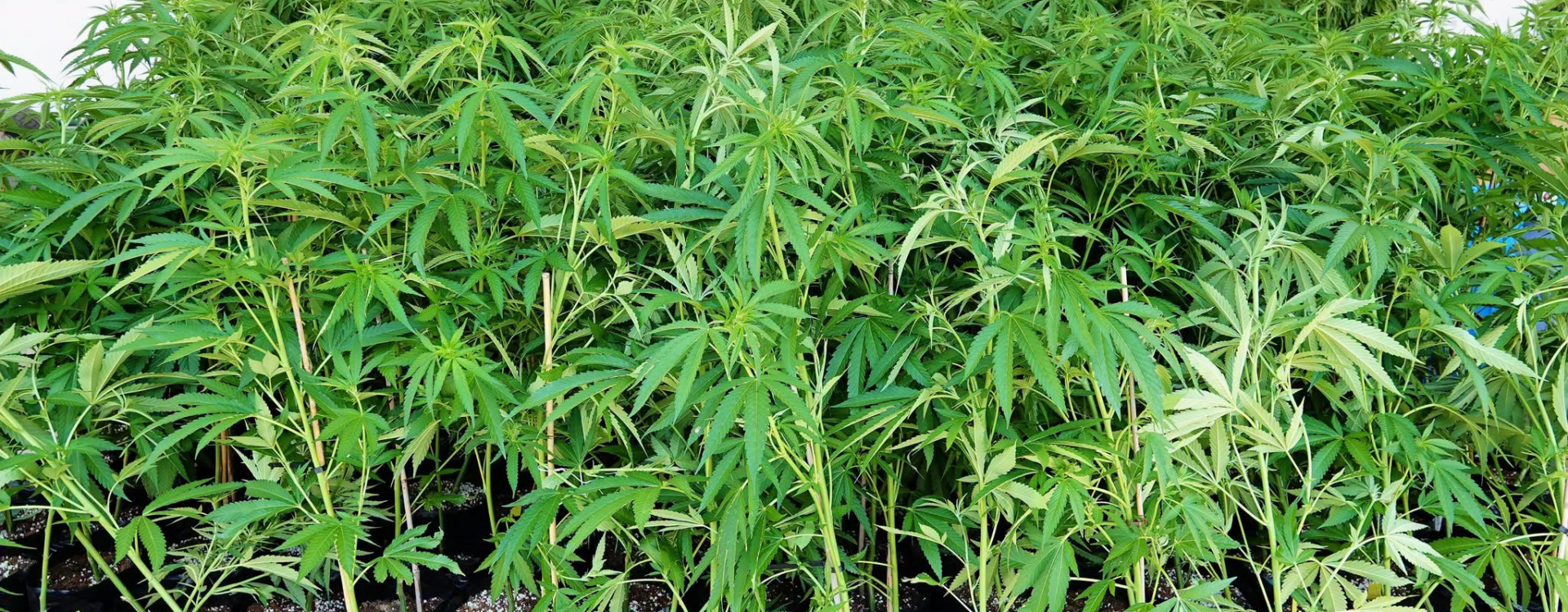 Homem fica em prisão preventiva após apreensão de droga