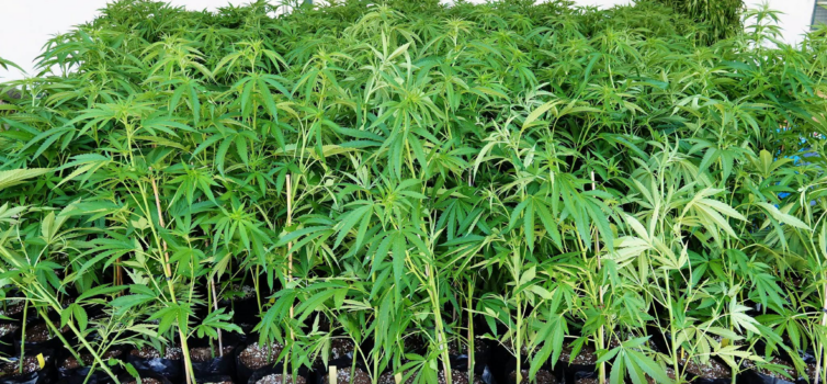 Homem fica em prisão preventiva após apreensão de droga