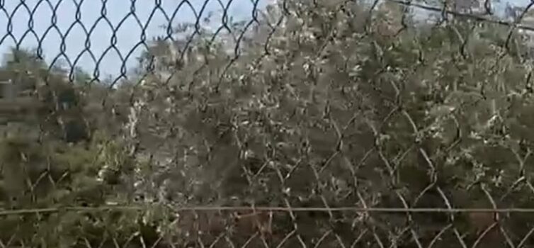 Incêndio na Lousa