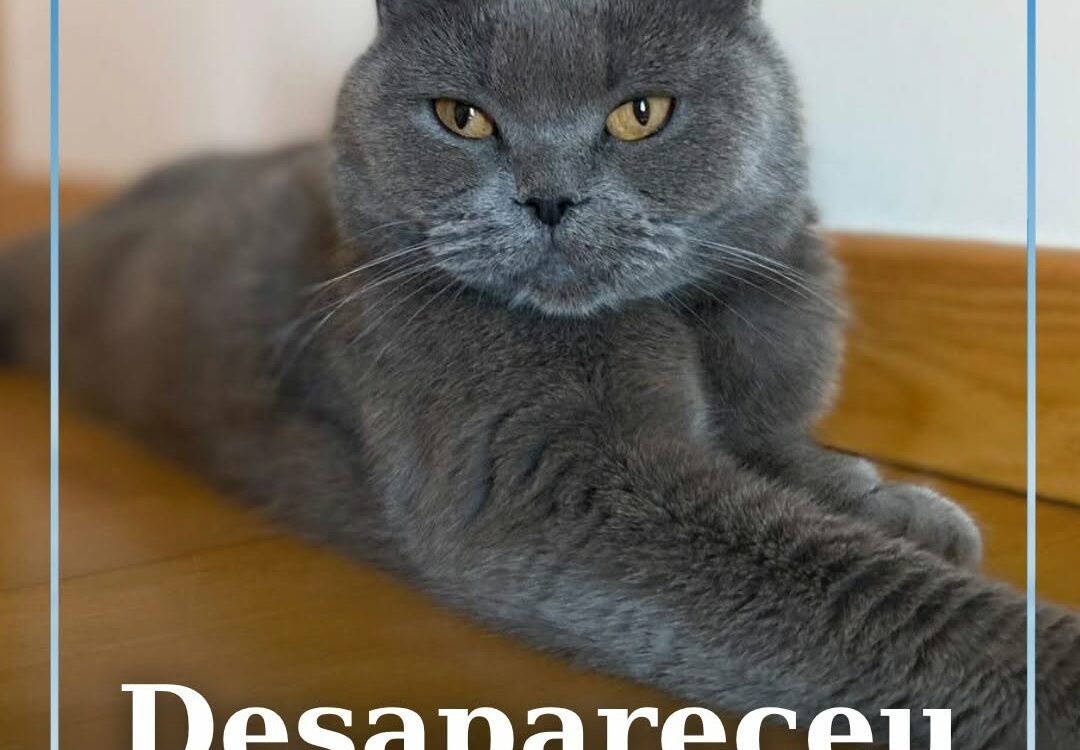 Kika, uma gata da raça Scottish