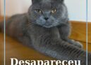 Kika, uma gata da raça Scottish
