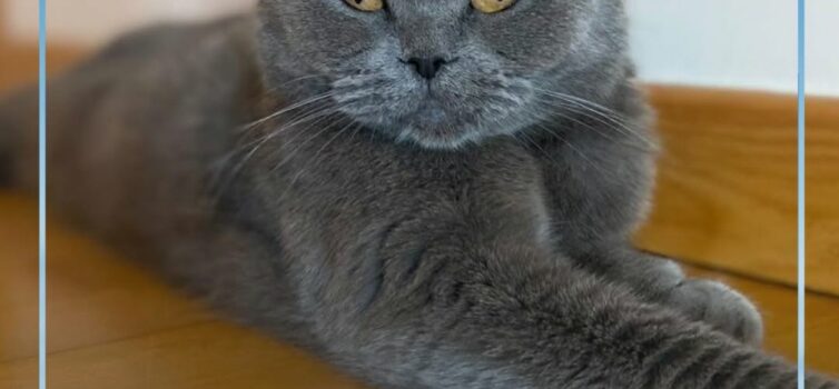 Kika, uma gata da raça Scottish