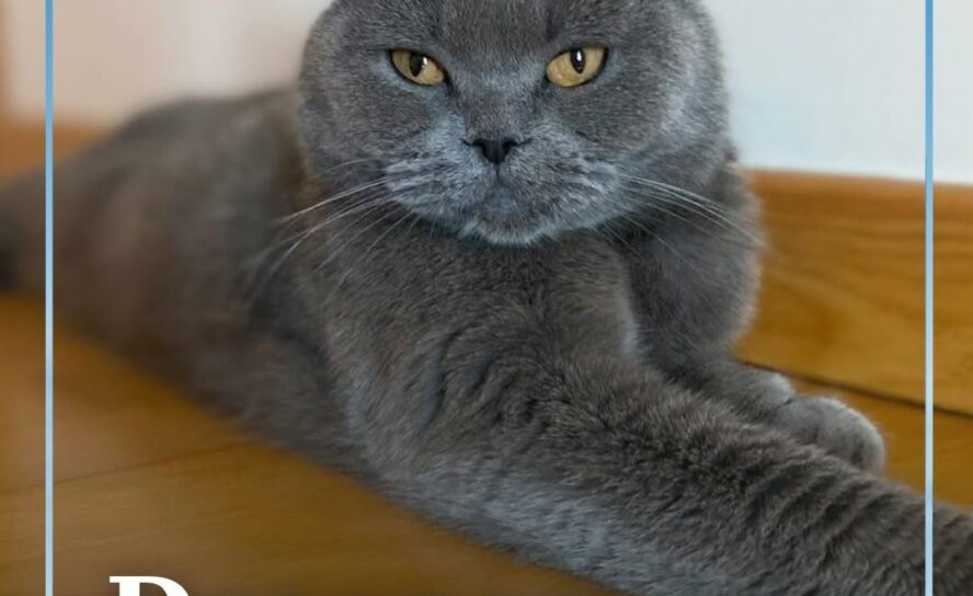 Kika, uma gata da raça Scottish