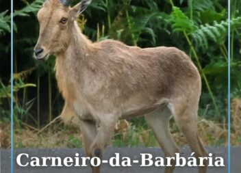 Um carneiro-da-barbária (Ammotragus lervia), espécie também conhecida por arruí,