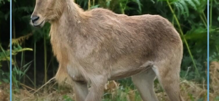Um carneiro-da-barbária (Ammotragus lervia), espécie também conhecida por arruí,