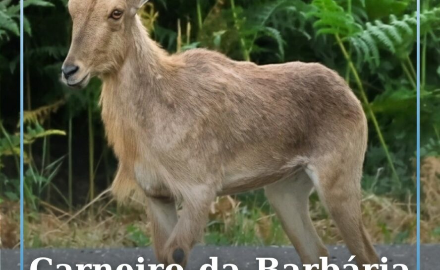 Um carneiro-da-barbária (Ammotragus lervia), espécie também conhecida por arruí,