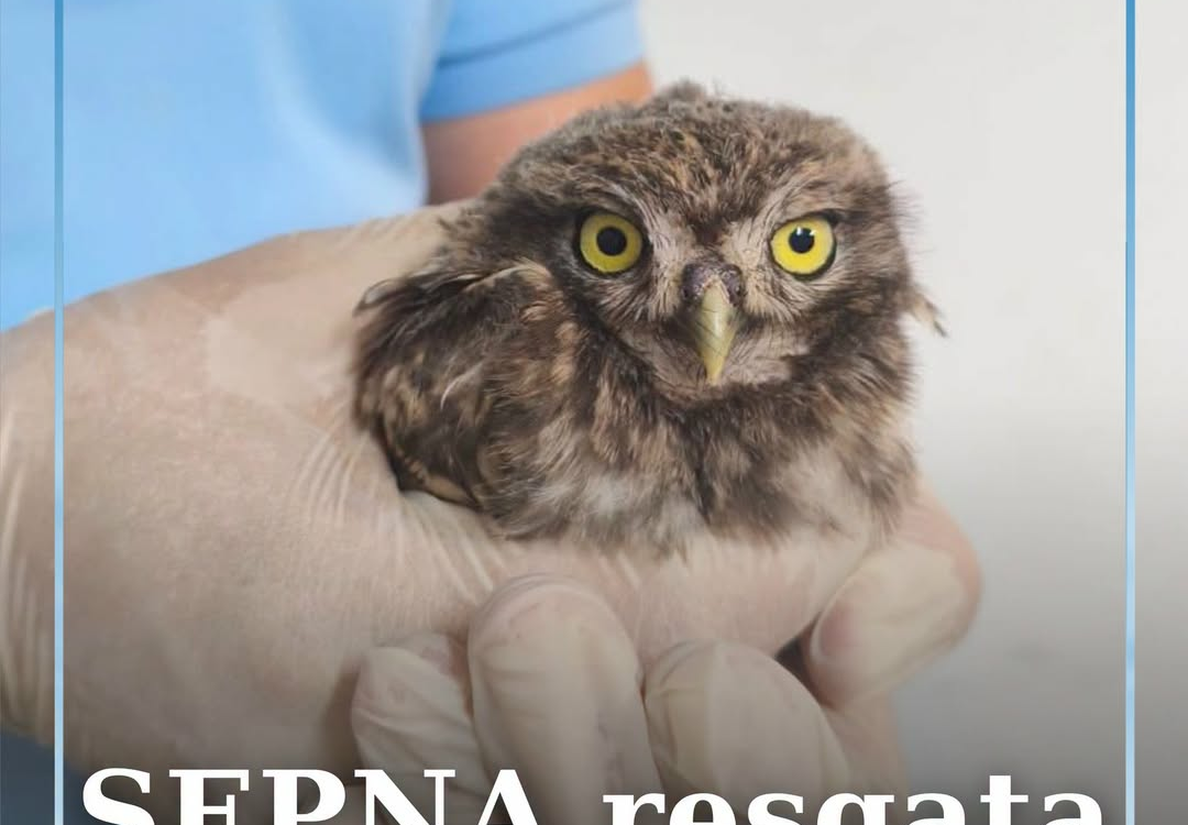 O Serviço da Proteção da Natureza e do Ambiente (SEPNA) da GNR recuperou