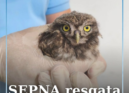 O Serviço da Proteção da Natureza e do Ambiente (SEPNA) da GNR recuperou