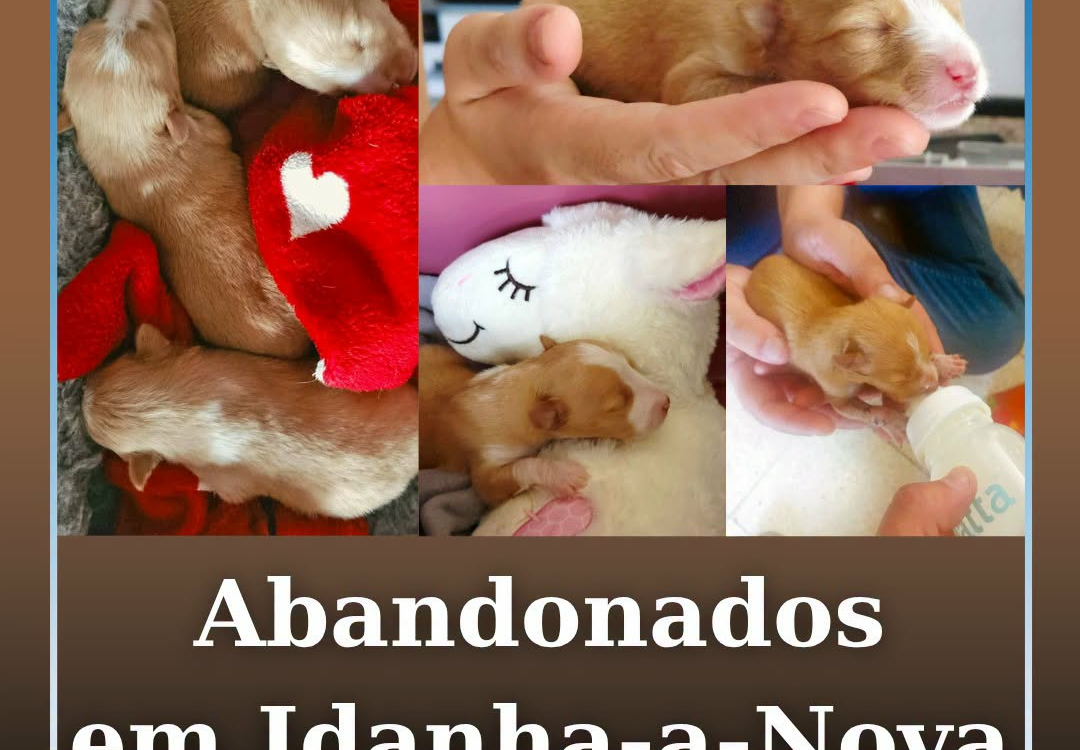 Três cachorros com apenas alguns dias de vida foram encontrados abandonados no i