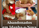 Três cachorros com apenas alguns dias de vida foram encontrados abandonados no i