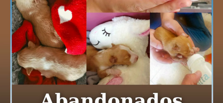 Três cachorros com apenas alguns dias de vida foram encontrados abandonados no i