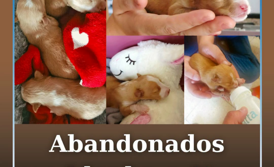 Três cachorros com apenas alguns dias de vida foram encontrados abandonados no i