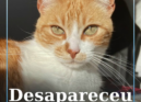 Um gato macho, de pelagem laranja e branca