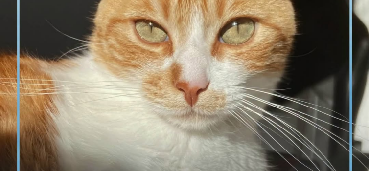 Um gato macho, de pelagem laranja e branca