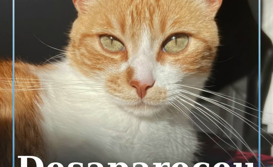 Um gato macho, de pelagem laranja e branca