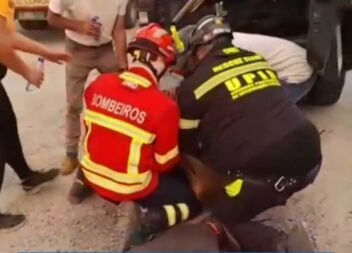 Uma cria de veado foi resgatada durante o incêndio que lavrou na zona de Alto Le