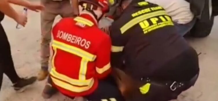 Uma cria de veado foi resgatada durante o incêndio que lavrou na zona de Alto Le