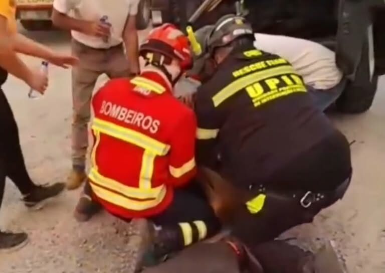 Uma cria de veado foi resgatada durante o incêndio que lavrou na zona de Alto Le