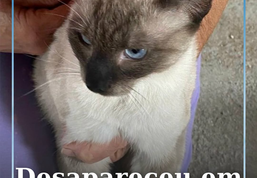Uma gata siamesa adulta, de porte médio e sem coleira