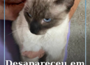 Uma gata siamesa adulta, de porte médio e sem coleira