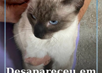 Uma gata siamesa adulta, de porte médio e sem coleira