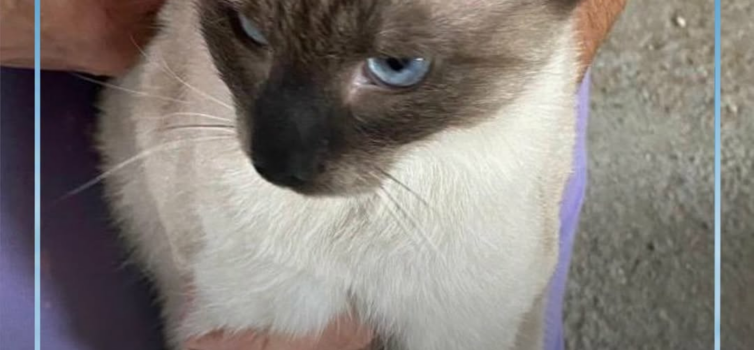 Uma gata siamesa adulta, de porte médio e sem coleira