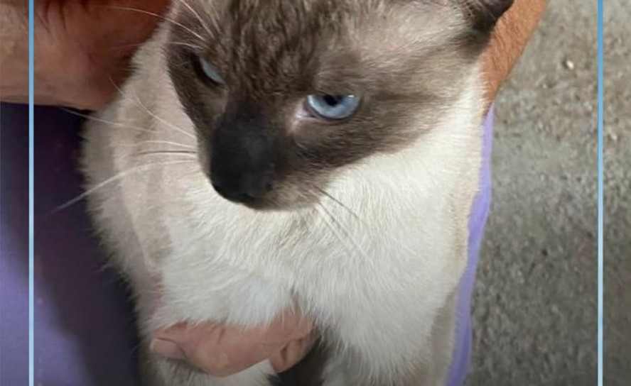 Uma gata siamesa adulta, de porte médio e sem coleira