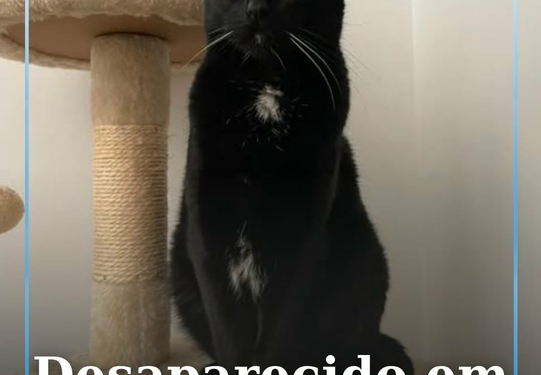 Uma gatinha de nome Mel, também conhecida por Princesa