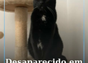Uma gatinha de nome Mel, também conhecida por Princesa