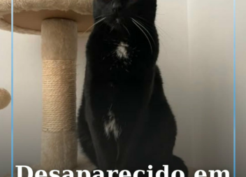 Uma gatinha de nome Mel, também conhecida por Princesa