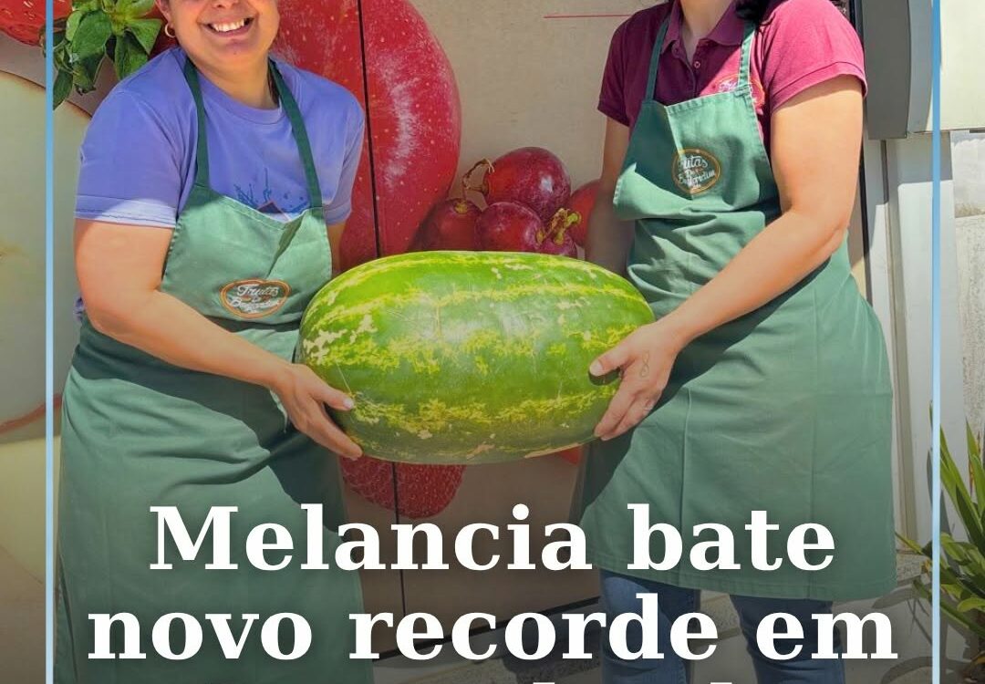 Uma melancia gigante chegou até ao Meu Super de Cernache do Bonjardim e voltou a