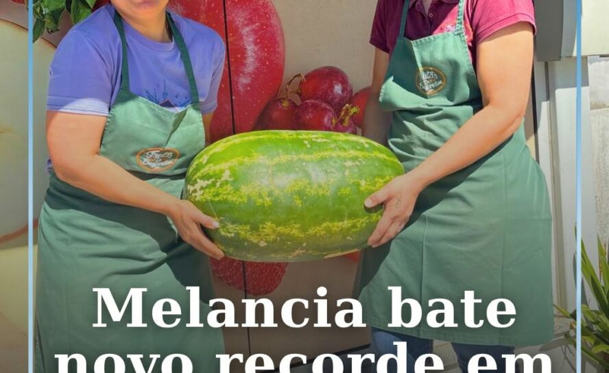 Uma melancia gigante chegou até ao Meu Super de Cernache do Bonjardim e voltou a