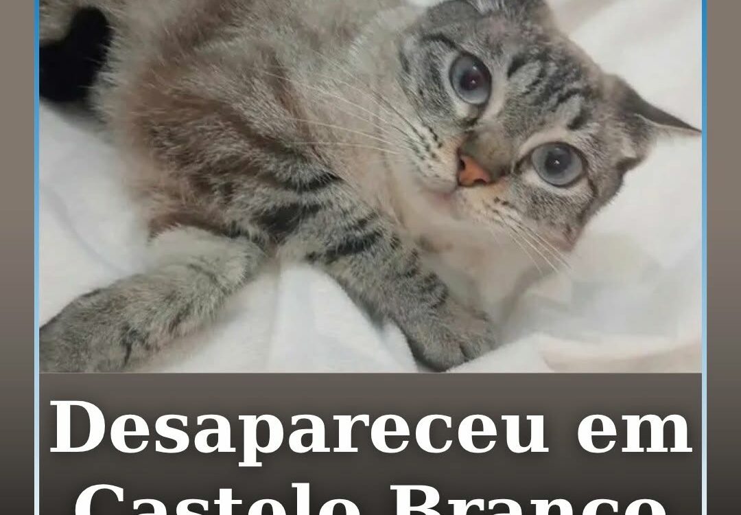 A Kyra está desaparecida desde a madrugada desta sexta-feira, em Castelo Branco.