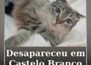 A Kyra está desaparecida desde a madrugada desta sexta-feira, em Castelo Branco.