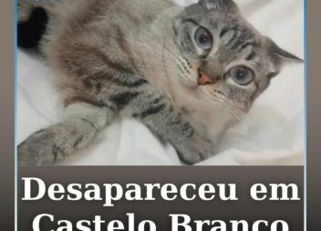 A Kyra está desaparecida desde a madrugada desta sexta-feira, em Castelo Branco.